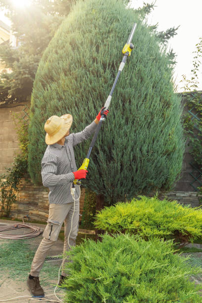 Tree and Shrub Care in Humble, TX