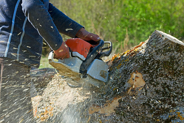 Reliable Humble, TX Tree Care  Solutions